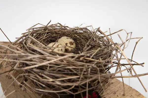 Tahta yüzeyde kuru dallardan yapılmış benekli yumurtaları olan kuş yuvası, ilkbahar doğa bileşimi.