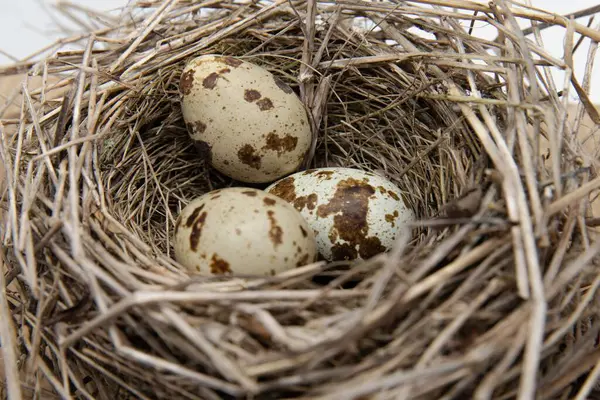 Tahta yüzeyde kuru dallardan yapılmış benekli yumurtaları olan kuş yuvası, ilkbahar doğa bileşimi.