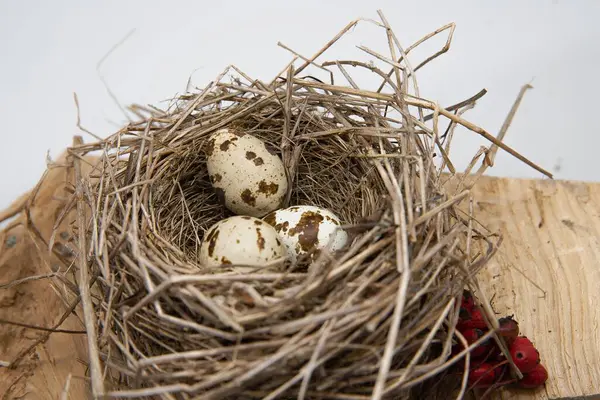 Tahta yüzeyde kuru dallardan yapılmış benekli yumurtaları olan kuş yuvası, ilkbahar doğa bileşimi.