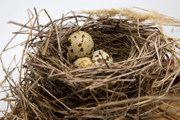 Tahta yüzeyde kuru dallardan yapılmış benekli yumurtaları olan kuş yuvası, ilkbahar doğa bileşimi.