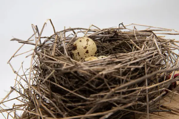 Tahta yüzeyde kuru dallardan yapılmış benekli yumurtaları olan kuş yuvası, ilkbahar doğa bileşimi.