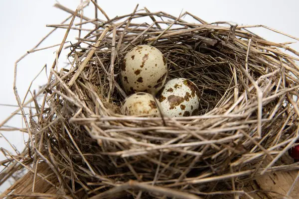 Tahta yüzeyde kuru dallardan yapılmış benekli yumurtaları olan kuş yuvası, ilkbahar doğa bileşimi.