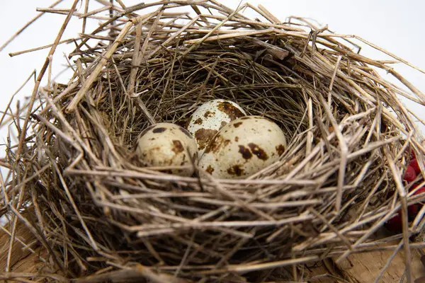 Tahta yüzeyde kuru dallardan yapılmış benekli yumurtaları olan kuş yuvası, ilkbahar doğa bileşimi.