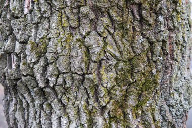 Ağaç kabuğu arkaplan dokusu