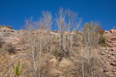 Kuru ağaçlarla kaplı kayalık yamaçlar, masmavi gökyüzüne karşı