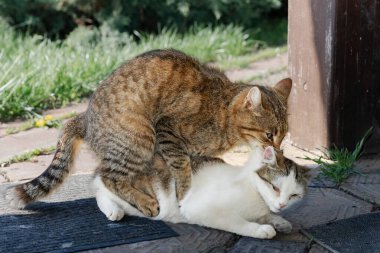 Evcil Kedilerin Çiftleşme Davranışı Sadece Açık Hava Editör Kullanımı