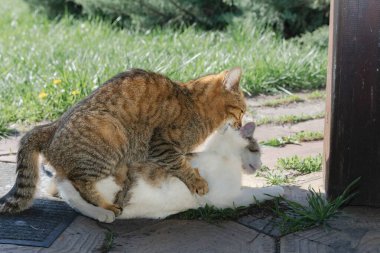 Evcil Kedilerin Çiftleşme Davranışı Sadece Açık Hava Editör Kullanımı