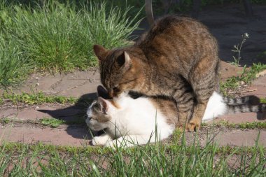 Evcil Kedilerin Çiftleşme Davranışı Sadece Açık Hava Editör Kullanımı