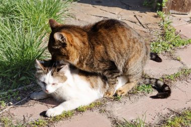 Evcil Kedilerin Çiftleşme Davranışı Sadece Açık Hava Editör Kullanımı