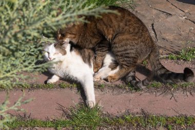 Evcil Kedilerin Çiftleşme Davranışı Sadece Açık Hava Editör Kullanımı