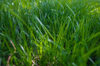 Bahçedeki çimenler. Parkta yeşil çimenler.