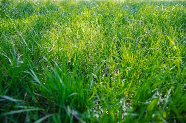 yeşil çimenler tarlada