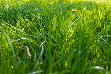 Bahçedeki yeşil çimenler