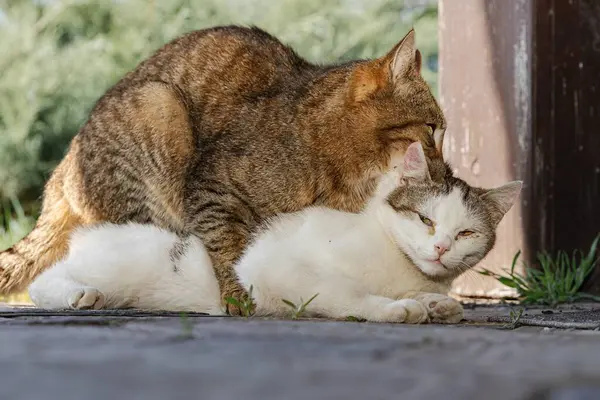 Evcil Kedilerin Çiftleşme Davranışı Sadece Açık Hava Editör Kullanımı