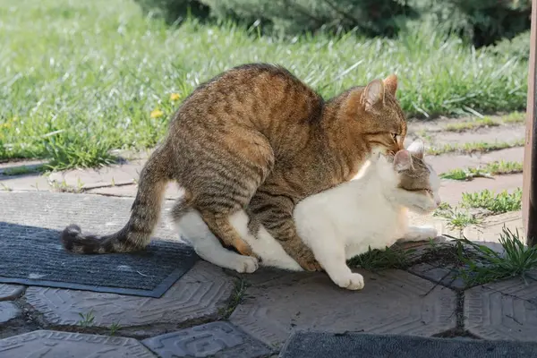 Evcil Kedilerin Çiftleşme Davranışı Sadece Açık Hava Editör Kullanımı