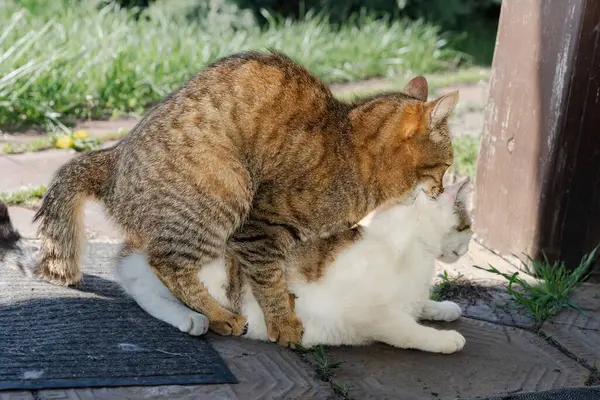 Evcil Kedilerin Çiftleşme Davranışı Sadece Açık Hava Editör Kullanımı