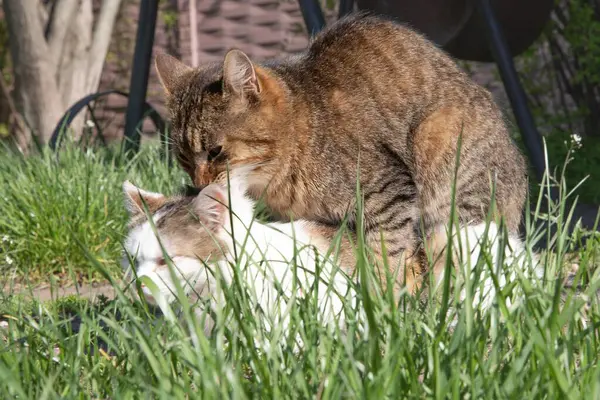 Evcil Kedilerin Çiftleşme Davranışı Sadece Açık Hava Editör Kullanımı