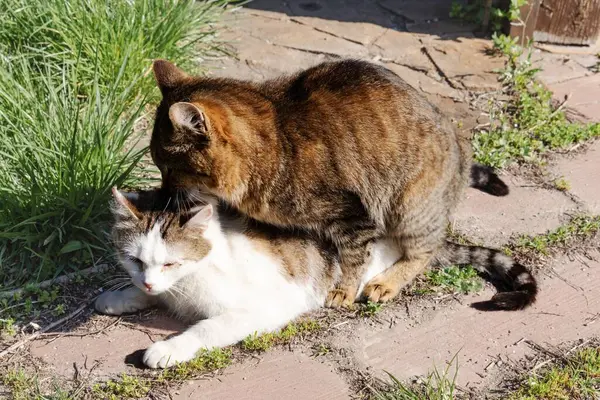 Evcil Kedilerin Çiftleşme Davranışı Sadece Açık Hava Editör Kullanımı