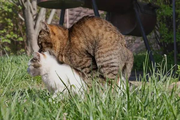 Evcil Kedilerin Çiftleşme Davranışı Sadece Açık Hava Editör Kullanımı