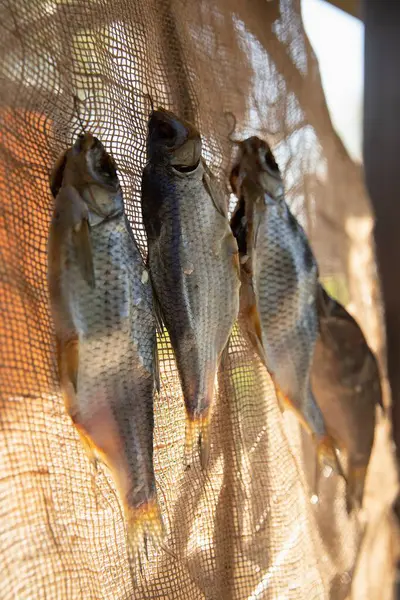 Gün ışığında Çuval bezine karşı İpte Asılı Kurutulmuş Balık