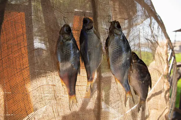 Gün ışığında Çuval bezine karşı İpte Asılı Kurutulmuş Balık