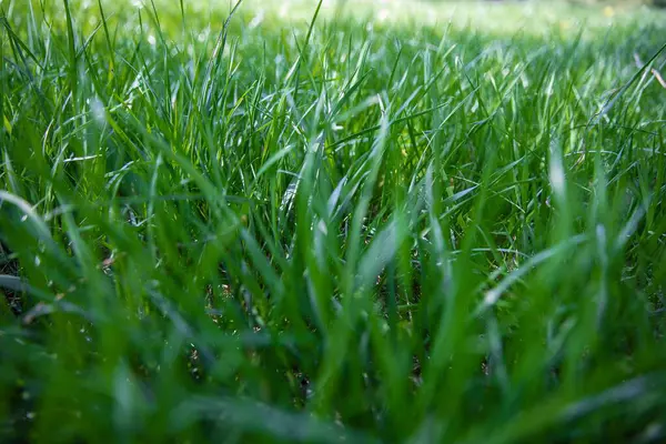 Bahçedeki yeşil çimenler.