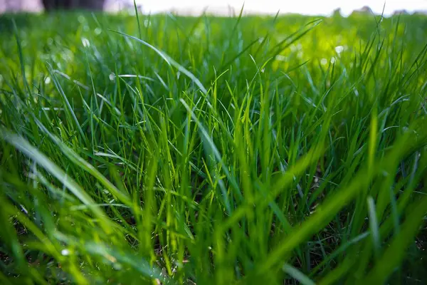 Parkta yeşil çimenler