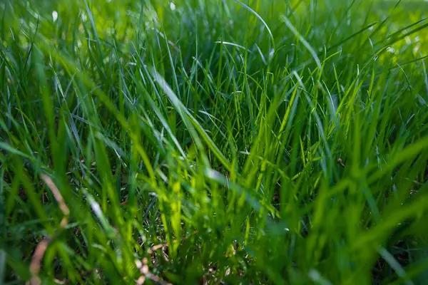 Bahçedeki çimenler. Parkta yeşil çimenler.