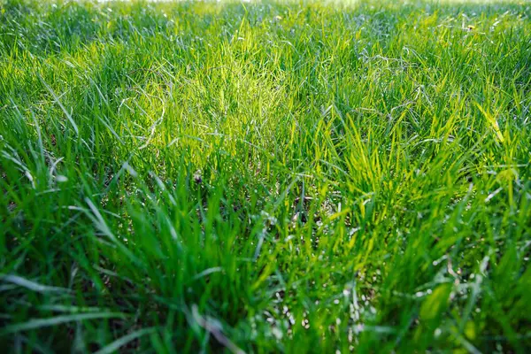 yeşil çimenler tarlada