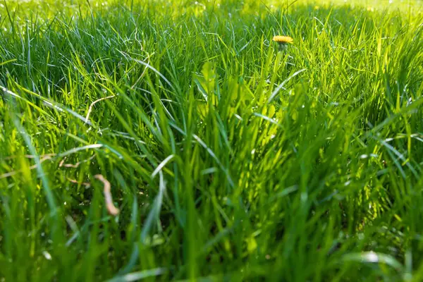 Bahçedeki yeşil çimenler