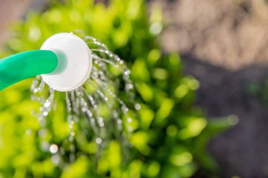 Güneşli bir günde bahçede yeşil bitkileri hortumla sulamak.