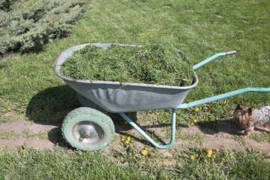 Yeşil Bahçe Bahçesi, Bahçe Peyzajı, Çevre dostu Bahçe İşleri ve Mevsimlik Bahçe Bakım Konsepti Üzerine Taze Kesilmiş Çimlerle dolu El Arabası