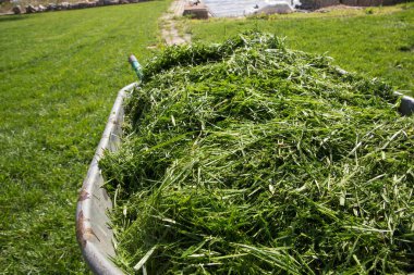 Yeşil Bahçe Bahçesi, Bahçe Peyzajı, Çevre dostu Bahçe İşleri ve Mevsimlik Bahçe Bakım Konsepti Üzerine Taze Kesilmiş Çimlerle dolu El Arabası