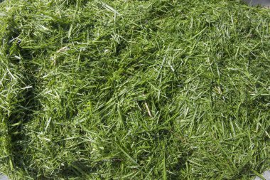 Yeşil Çimen Kırpma Dokusu Taze Kesim Çim Yakından, Doğal Çevre Tasarım, Bahçecilik, Peyzaj ve Organik Konsept