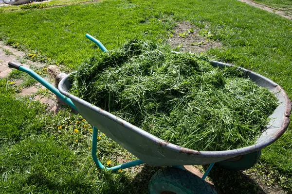 Yeşil Bahçe Bahçesi, Bahçe Peyzajı, Çevre dostu Bahçe İşleri ve Mevsimlik Bahçe Bakım Konsepti Üzerine Taze Kesilmiş Çimlerle dolu El Arabası