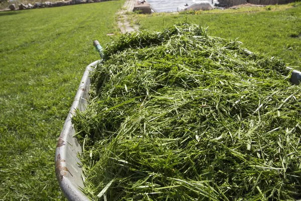 Yeşil Bahçe Bahçesi, Bahçe Peyzajı, Çevre dostu Bahçe İşleri ve Mevsimlik Bahçe Bakım Konsepti Üzerine Taze Kesilmiş Çimlerle dolu El Arabası