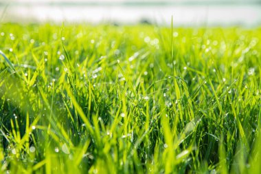Sabah güneşinde çiğ damlaları olan taze yeşil ot. Doğal Çevre Dostu Arkaplan, Bahar veya Yaz Konsepti.