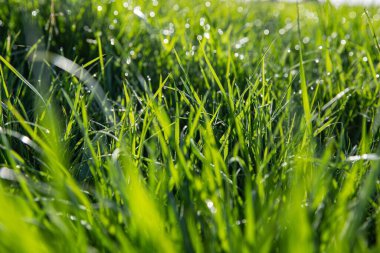 Sabah güneşinde çiğ damlaları olan taze yeşil ot. Doğal Çevre Dostu Arkaplan, Bahar veya Yaz Konsepti.