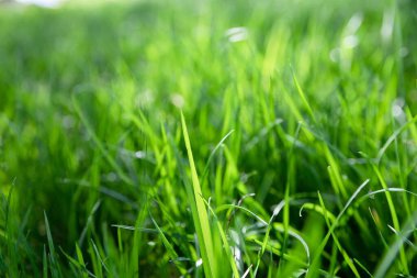 Sabah güneşinde çiğ damlaları olan taze yeşil ot. Doğal Çevre Dostu Arkaplan, Bahar veya Yaz Konsepti.
