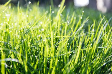 Sabah güneşinde çiğ damlaları olan taze yeşil ot. Doğal Çevre Dostu Arkaplan, Bahar veya Yaz Konsepti.