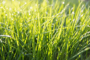 Sabah güneşinde çiğ damlaları olan taze yeşil ot. Doğal Çevre Dostu Arkaplan, Bahar veya Yaz Konsepti.