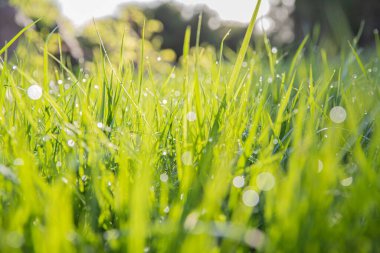 Sabah güneşinde çiğ damlaları olan taze yeşil ot. Doğal Çevre Dostu Arkaplan, Bahar veya Yaz Konsepti.