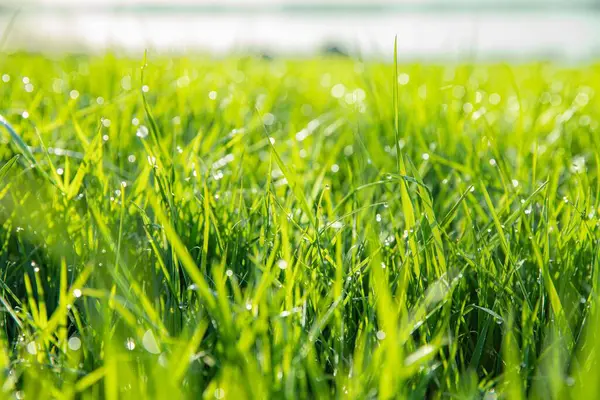 Sabah güneşinde çiğ damlaları olan taze yeşil ot. Doğal Çevre Dostu Arkaplan, Bahar veya Yaz Konsepti.