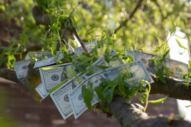 Bir Ağaçta Büyüyen 100 Dolarlık Faturalar Finansal Büyüme ve Zenginlik Konsepti