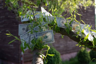 Bir Ağaçta Büyüyen 100 Dolarlık Faturalar Finansal Büyüme ve Zenginlik Konsepti