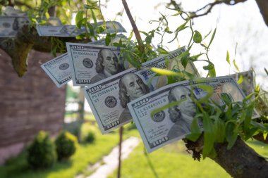 Bir Ağaçta Büyüyen 100 Dolarlık Faturalar Finansal Büyüme ve Zenginlik Konsepti