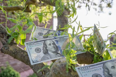 Bir Ağaçta Büyüyen 100 Dolarlık Faturalar Finansal Büyüme ve Zenginlik Konsepti