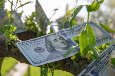 Bir Ağaçta Büyüyen 100 Dolarlık Faturalar Finansal Büyüme ve Zenginlik Konsepti