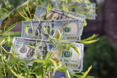 Bir Ağaçta Büyüyen 100 Dolarlık Faturalar Finansal Büyüme ve Zenginlik Konsepti