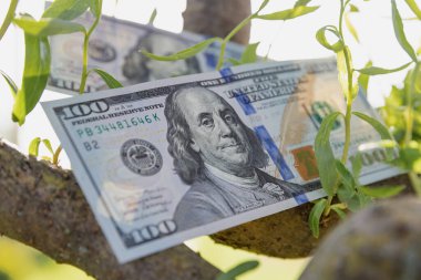 Bir Ağaçta Büyüyen 100 Dolarlık Faturalar Finansal Büyüme ve Zenginlik Konsepti